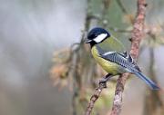 Kohlmeise - Great Tit  (Parus major)